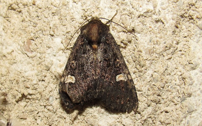 Papillons - La noctuelle de la persicaire - Melanchra persicariae