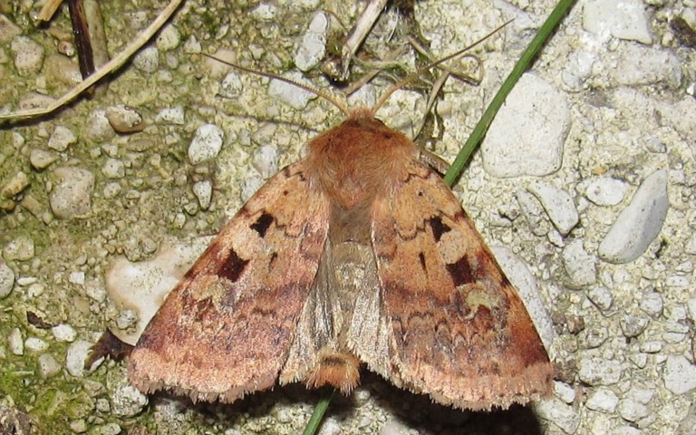 Papillons -Noctuelle de la primevère - Diarsa mendica