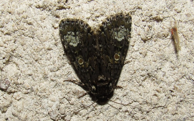 Papillons - La noctuelle du troëne - Craniophora ligustri