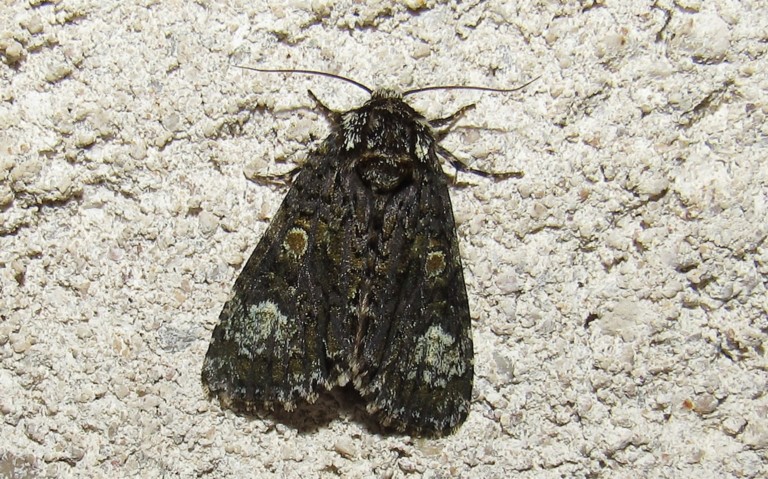 Papillons - La troënière - Craniophora ligustri