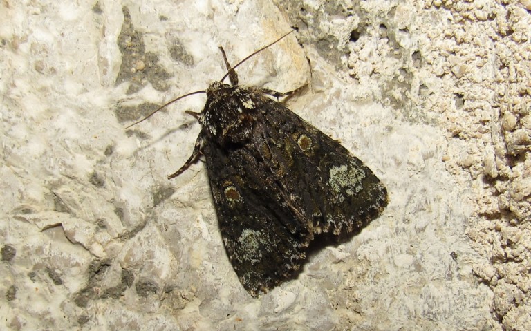 Papillons - Noctuelle du troëne - Craniophora ligustri