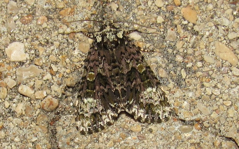 Papillons - La noctuelle du troëne - Craniophora ligustri