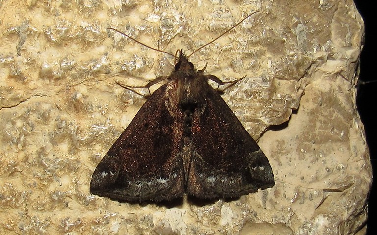 Papillons - La noctuelle épaissie - Hypena crassalis