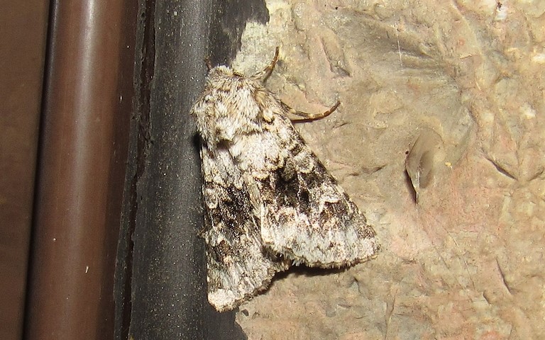 Papillons - La noctuelle sereine  - Hecatera bicolorata