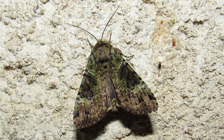 Papillons - La noctuelle verte - Anaplectoides prasina