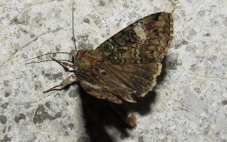 Papillons - La noctuelle verte - Anaplectoides prasina