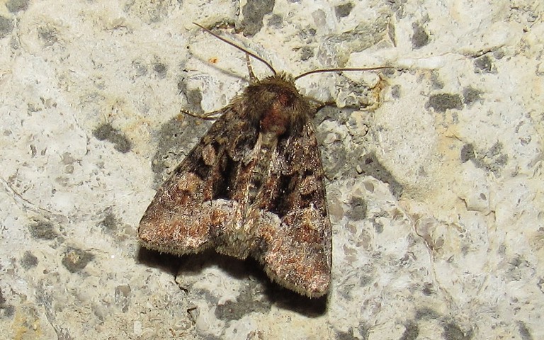 Papillons - noctuelle - Oligia sp.