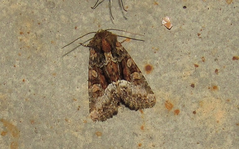 Papillons - noctuelle - Oligia sp.
