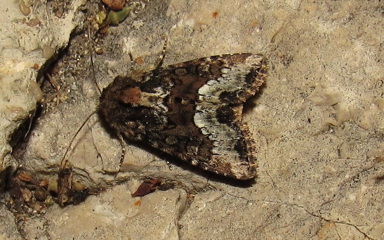 Papillons - noctuelle - Oligia sp.