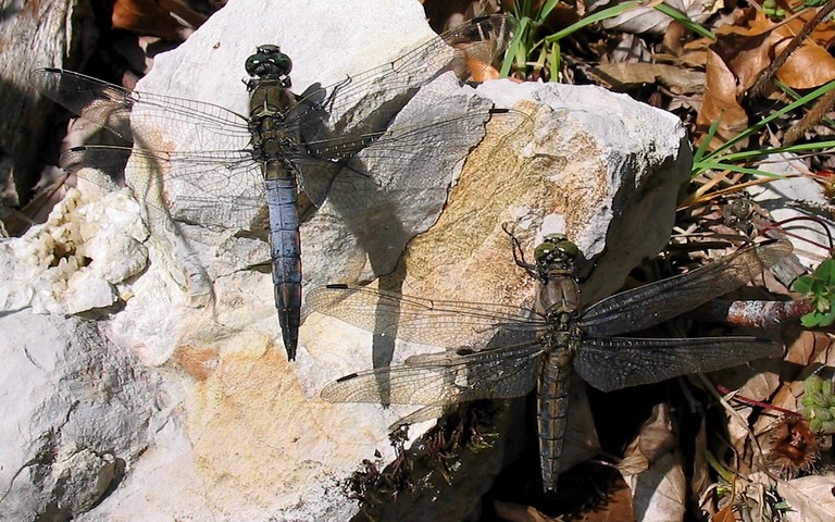 Orthétrum réticulé - Orthetrum cancellatum