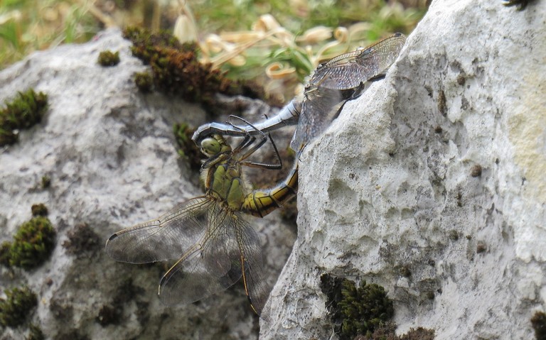 Orthétrum réticulé - Orthetrum cancellatum