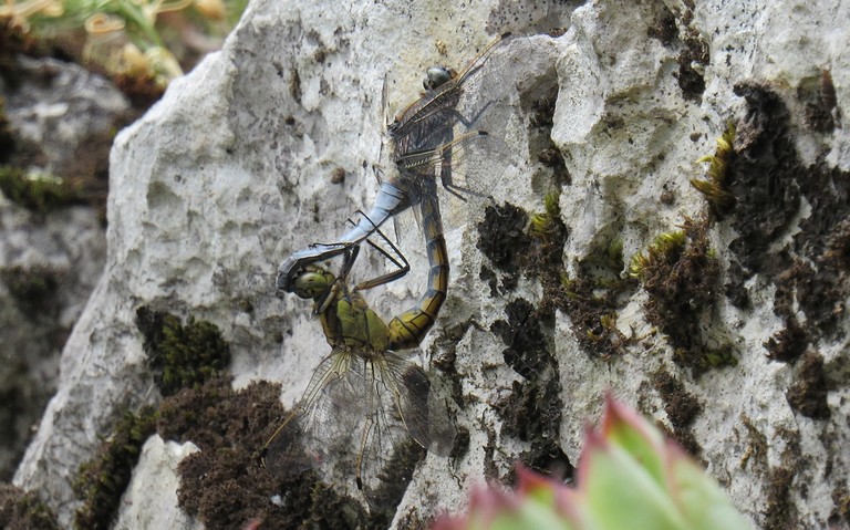 Orthétrum réticulé - Orthetrum cancellatum - Femelle