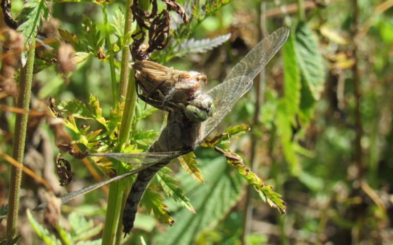 22 juillet 2026 Orthétrum réticulé - Orthetrum cancellatum