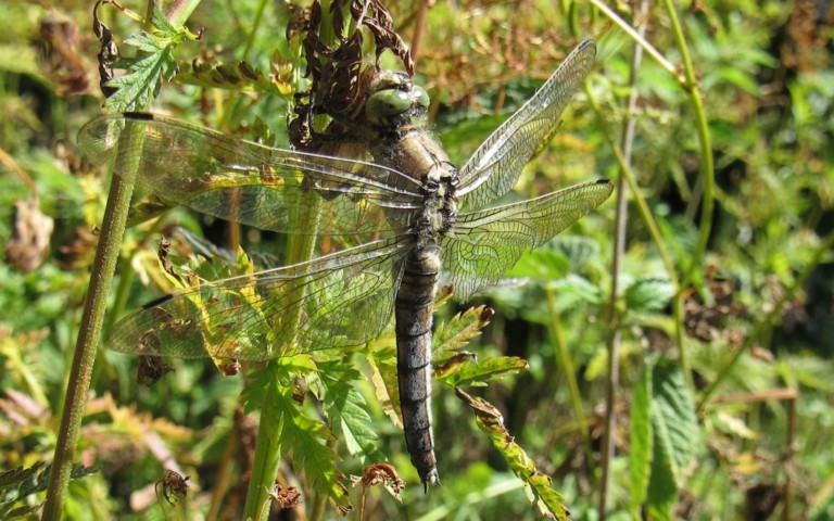 22 juillet 2026 Orthétrum réticulé - Orthetrum cancellatum