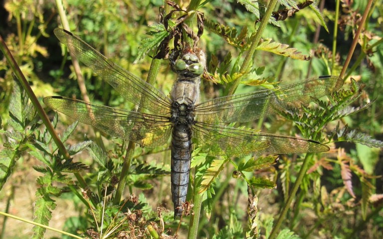 22 juillet 2026 Orthétrum réticulé - Orthetrum cancellatum