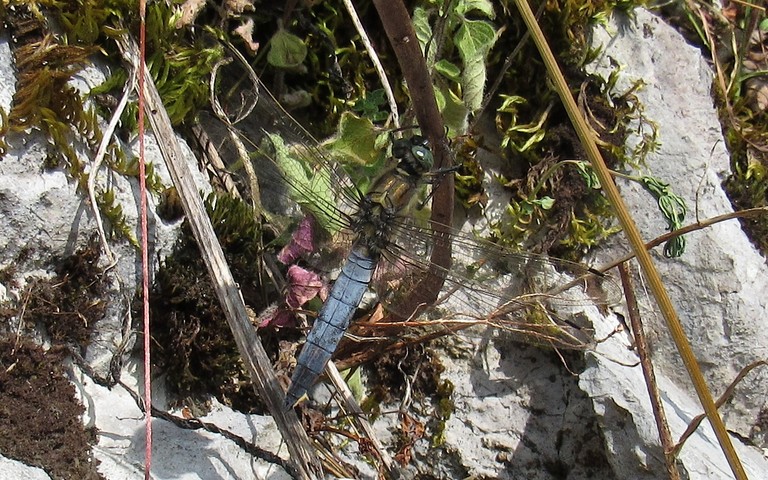 Orthétrum réticulé - Orthetrum cancellatum - Mâle