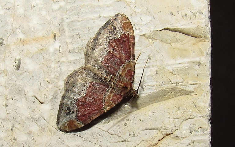 Papillons -La rouillée - Xanthorhoe spadicearia - Mâle