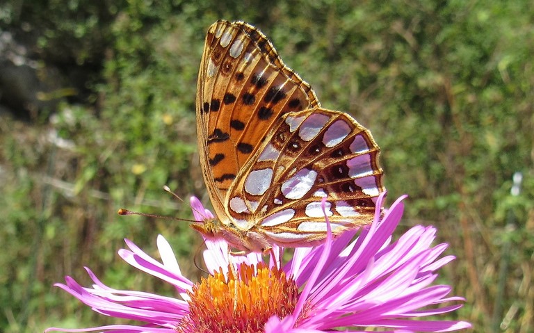 Papillons - Petit nacré - Issoria lathonia