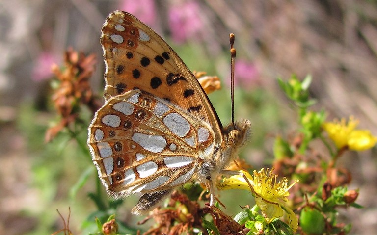 Papillons - Petit nacré - Issoria lathonia