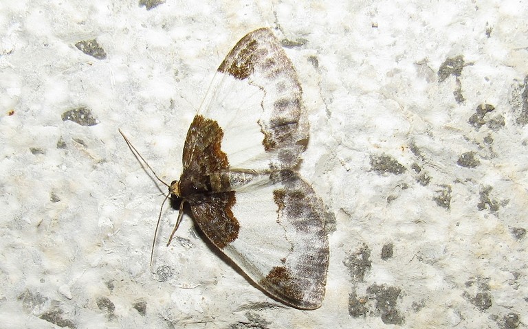 Papillons - Phalène de la ronce - Mesoleuca albicillata