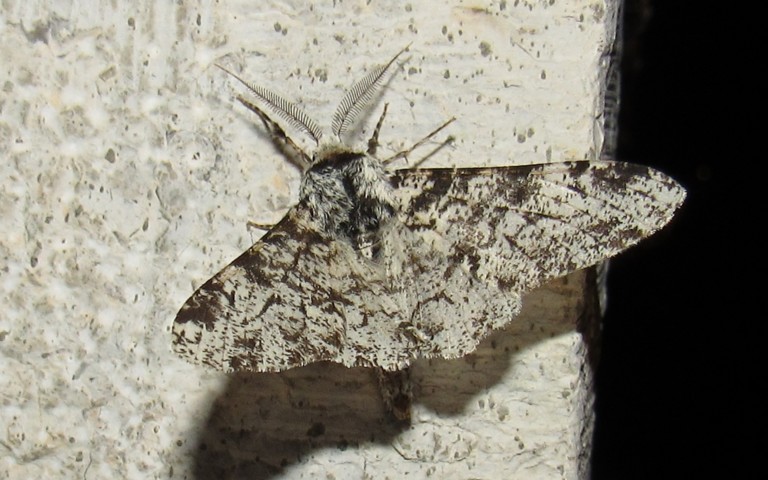 Papillons - La phalène du bouleau - Biston betularia - Mâle