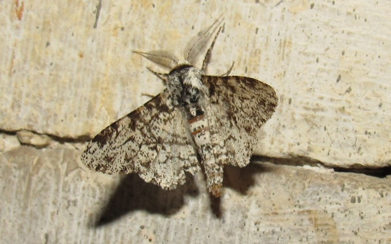 Papillons - La phalène du bouleau - Biston betularia - Mâle