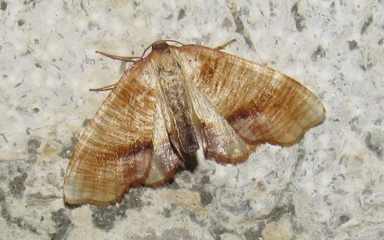 Papillons - La phalène linéolée - Plagodis dolabraria - Femelle