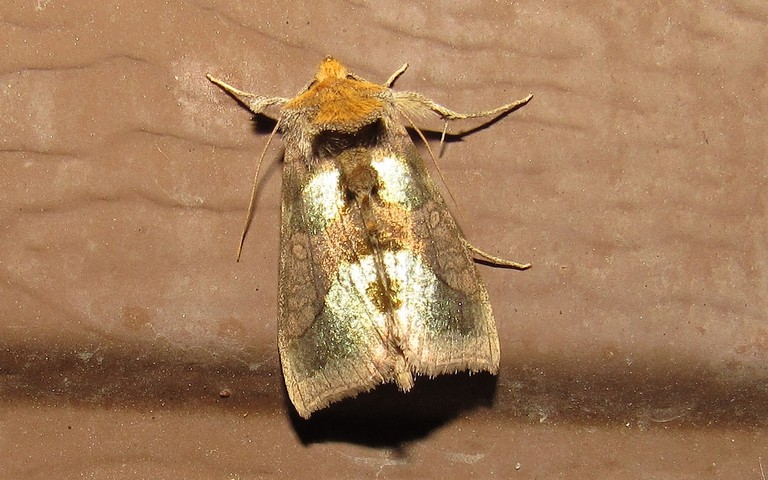 Papillons - Plusie vert-doré - Diachrysia chrysitis
