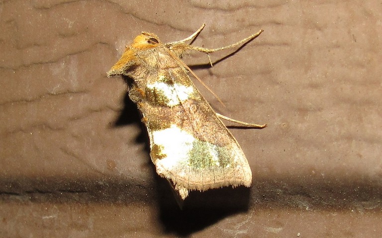 Papillons - Plusie vert-doré - Diachrysia chrysitis