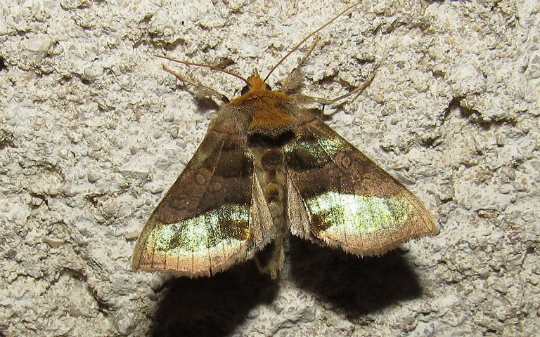 Papillons - Plusie vert-doré - Diachrysia chrysitis
