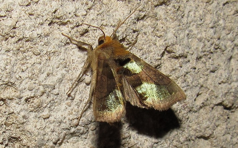 Papillons - Plusie vert-doré - Diachrysia chrysitis