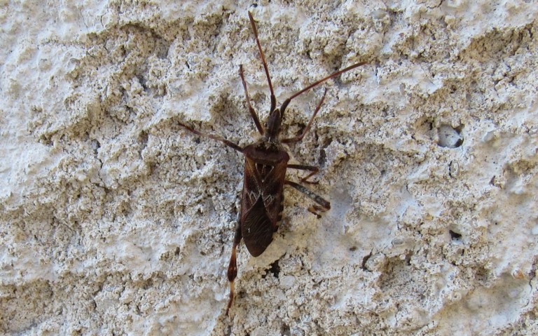 17 octobre 2023 La punaise du pin - Leptoglossus occidentalis