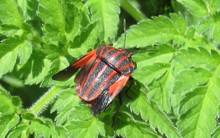 Punaise arlequin - Graphosoma iltalicum