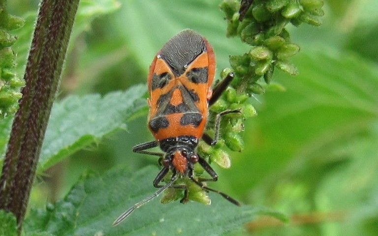 23 juillet 2025 Punaise de la jusquiame - Corizus hyoscyami
