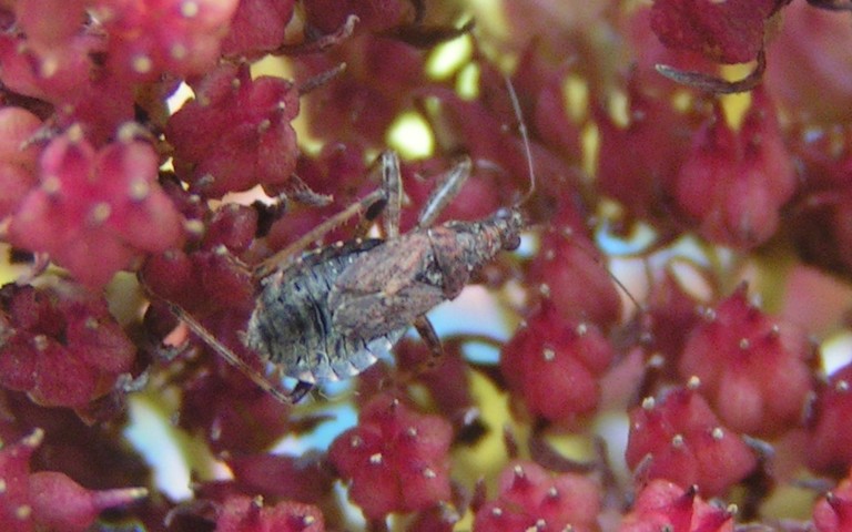 16 novembre 2023 La punaise myrmécomorphe – Himacerus mirmicoides