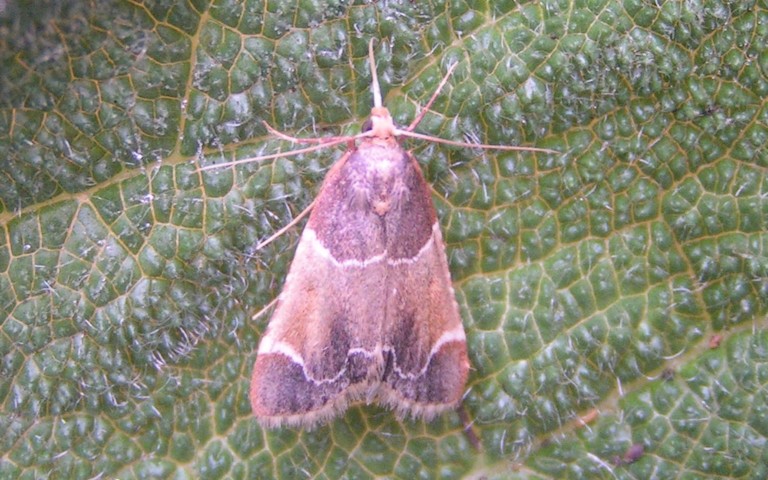 Papillons - Pyrale de la farine  - Pyralis farinalis
