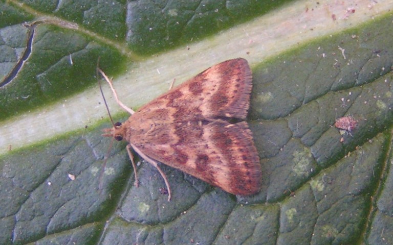 Papillons - Pyrale du maïs - Ostrinia nubilalis - mâle