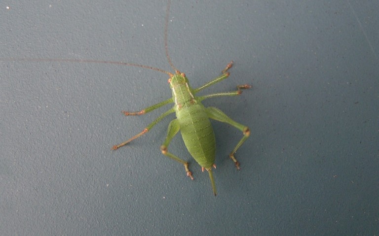 Sauterelle - Barbitiste des bois - Barbitistes serricauda