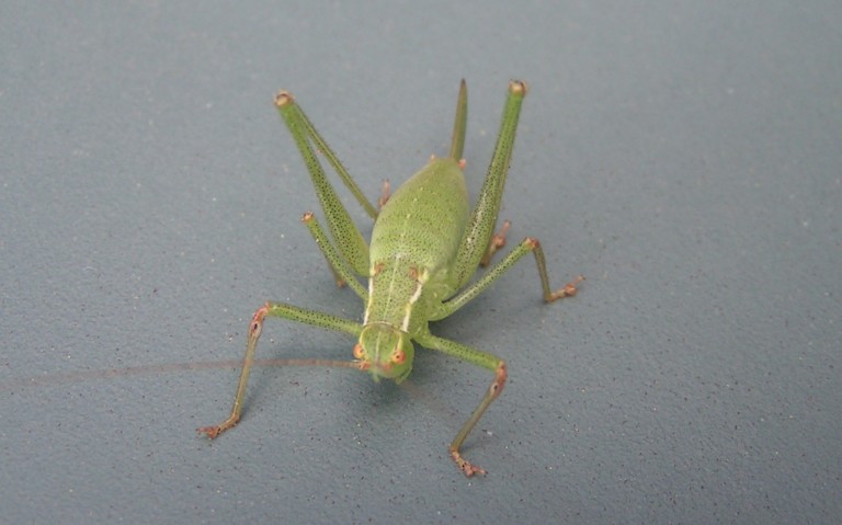 Sauterelle - Barbitiste des bois - Barbitistes serricauda