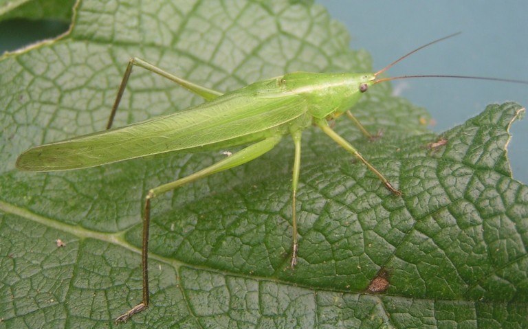 Sauterelle - Conocéphale gracieux – Ruspolia nitidula