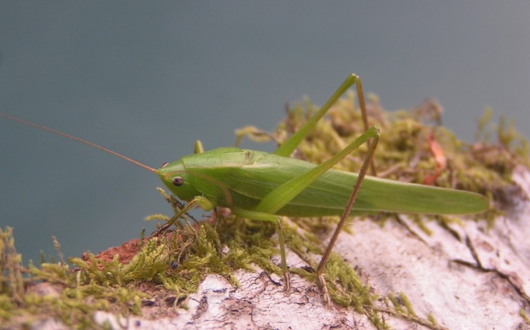 Sauterelle - Conocéphale gracieux – Ruspolia nitidula