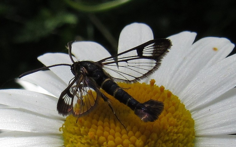 Papillons - La sésie des conifères - Synanthedon cephiformis