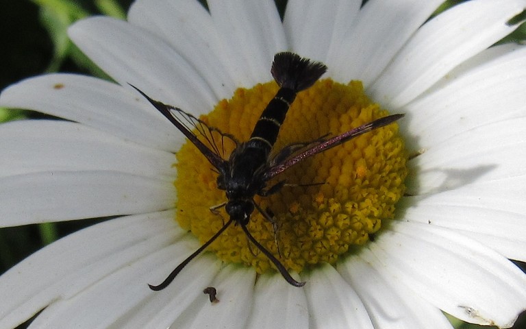 Papillons - La sésie des conifères - Synanthedon cephiformis