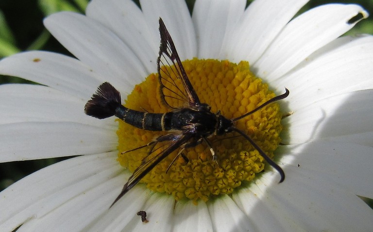 Papillons - La sésie des conifères - Synanthedon cephiformis