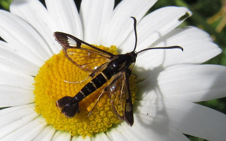 Papillons - La sésie des conifères - Synanthedon cephiformis