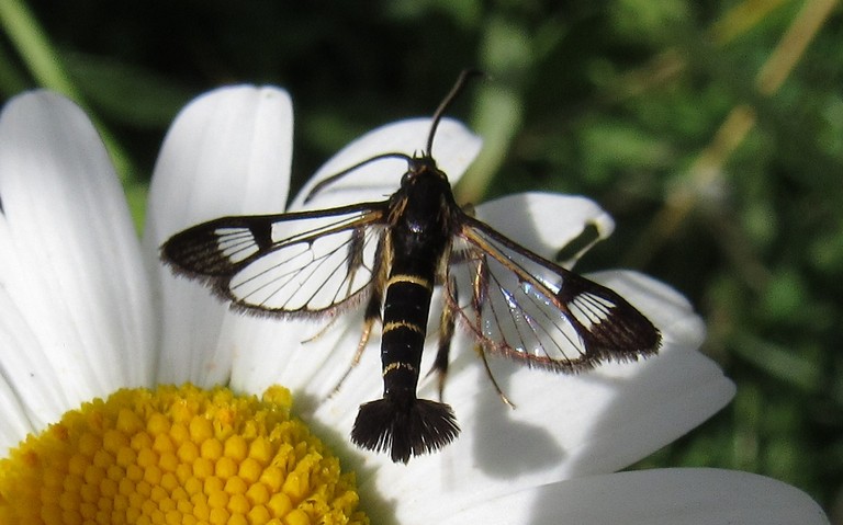 Papillons - La sésie des conifères - Synanthedon cephiformis