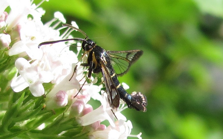 Papillons - La sésie du groseiller - Synanthedon tipuliformis 