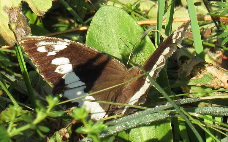 Papillons - Le silène - Brintesia circe