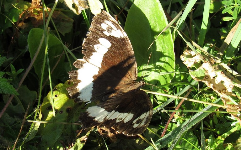 Papillons - Le silène - Brintesia circe