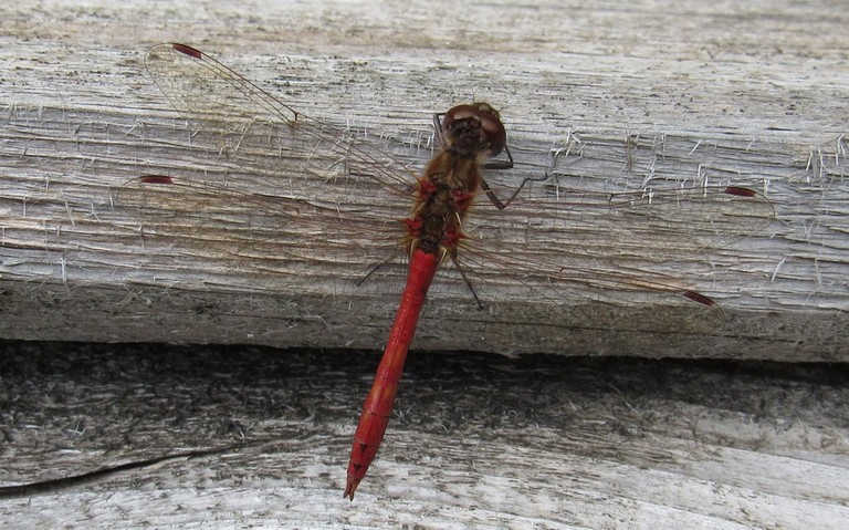 Libellules - Sympétrum commun - Sympetrum vulgatum - Mâle